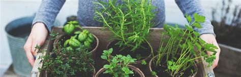 8 home grown plants for naturally glowing skin mindbodygreen