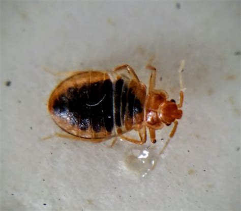 Does Your Hometown Rank Amongst The Worst With Bed Bugs