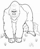 Coloring Gorilla Color Print Animals Pages Animal Printable Realistic Jungle Topcoloringpages Big sketch template