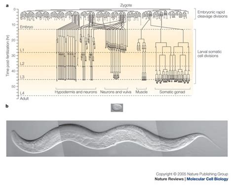 elegans cell cycles invariance  stem cell divisions nature reviews molecular cell biology