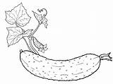 Cucumber Coloring Pages Vegetables Fruits Color Kids Watermelon Pineapple sketch template