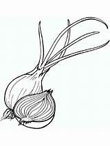 Onion sketch template