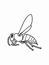 Wasp Coloring sketch template