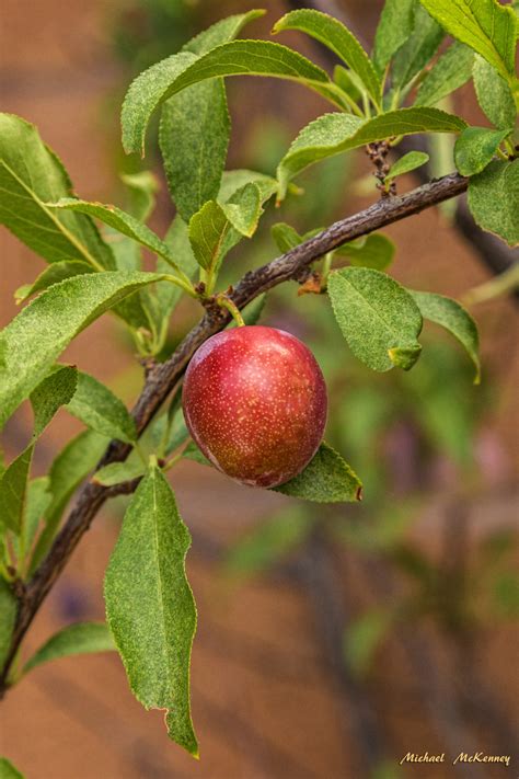 grow  care   american wild plum tree prunus americana