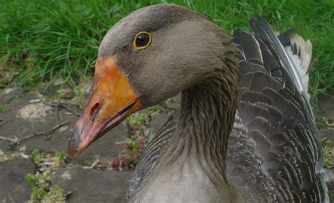 toulouse geese male or female any way to tell page 3