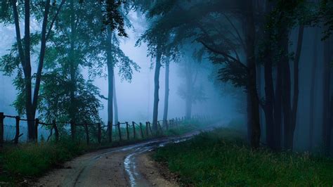 mystical forest wallpaper  images