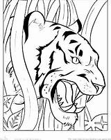 Coloring Tigers Tiger Pages Detroit Getdrawings Getcolorings sketch template