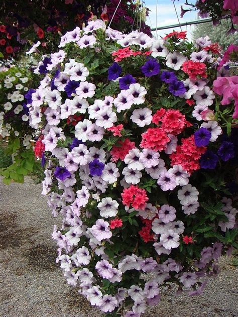 bouquet bleu blanc rouge de verveine retombante greenhouse gardening