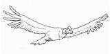 Condor Pintar Andino Andes Huemul Cóndor Volando Andean Aves Desde Peligro sketch template