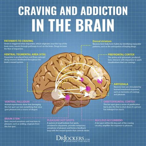 How Drugs Work On Your Brain The Neurobiology Of Opioid
