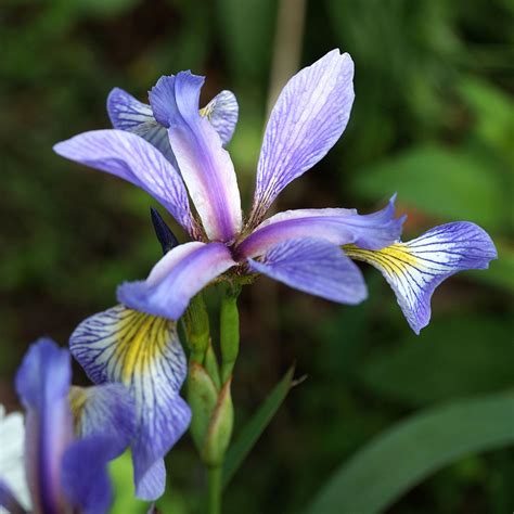 blue iris iris versicolor attracts butterflies  bees wild seed