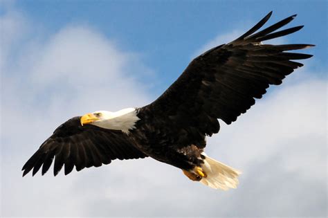 Bald Eagle National Bird