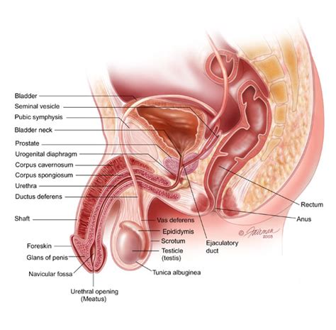 Prostate Cancer Comprehensive Urologic Care