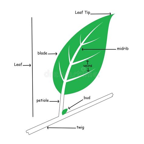 label  leaf diagram diagramwirings