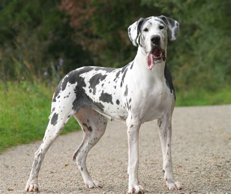 great dane animal care center