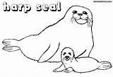 Seal sketch template