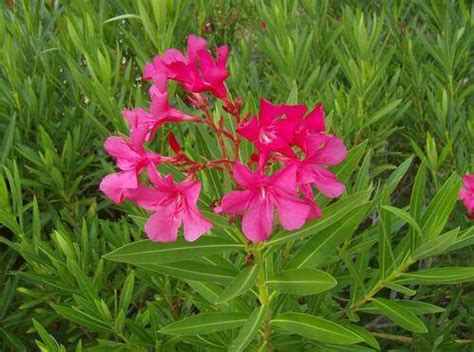 kaneru oleander tree nerium oleander endemic trees  sri lanka