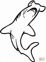 Shark Hammerhead Coloring Pages Outline Clipart Cut Pattern Clipartbest Kids Library Cliparts Traceable Clipartmag Clip Popular sketch template