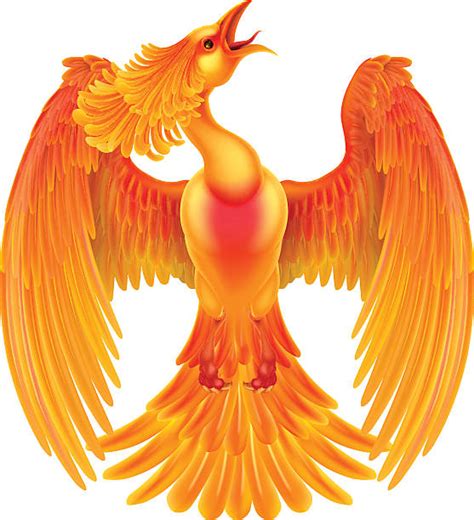 phoenix bird rising illustrations royalty  vector graphics