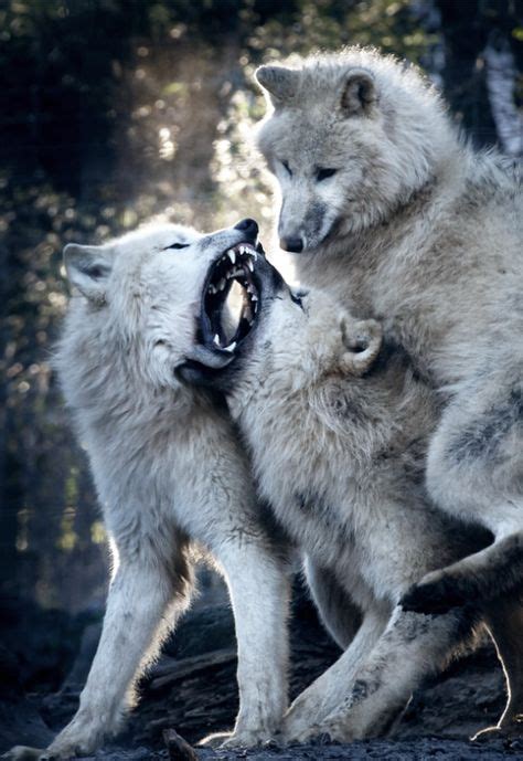 Alpha Female Wolf Bing Images Wolves Alpha Female Wolf Wolf