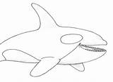 Coloring Pages Orca Whale Killer Getdrawings sketch template
