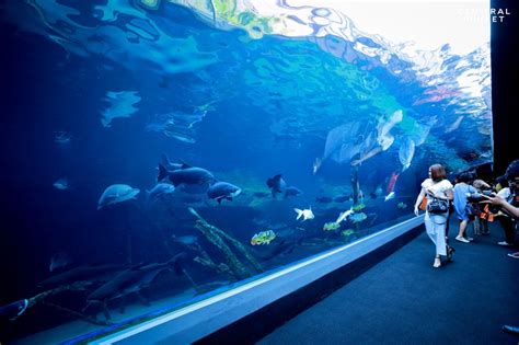 Giant Aquarium Opens At Central Phuket Shopping Centre Inside Retail Asia