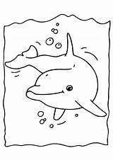 Dolphin Coloring Printable Pages sketch template