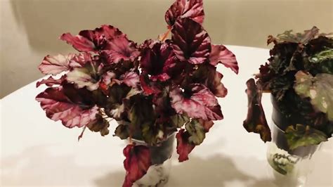 ive learned  grow rex begonias  traditional potting media