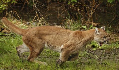 wildlife officials euthanize three cougars after the cats kill