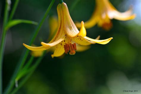lis du canada wild yellow lily anjoudiscus flickr