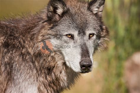 gray wolf face scalder photography