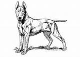 Bull Terrier Coloring Pages Dog Dane Great Getdrawings Printable Getcolorings Color sketch template