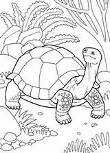 Disegni Tartarughe Galapagos Tartaruga Coloring Pianetabambini sketch template