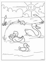Watervogels Estate Kleurplaten Vogel sketch template