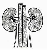 Kidney Zentangle sketch template