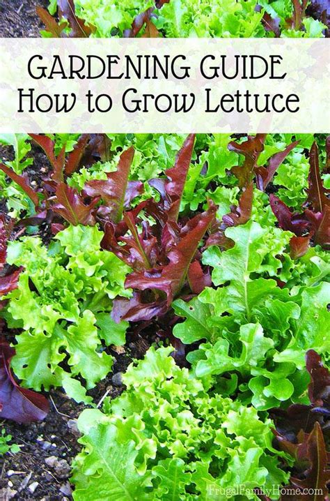 garden guide   grow lettuce frugal family home