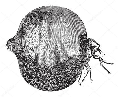 chigoe flea vintage engraving stock vector  morphart
