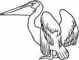 Pelican Coloring Pelicans Pages Brown Bird Printable Drawing Outline Supercoloring Louisiana Book Drawings Kids State Pag Color Clipart Silhouette Getdrawings sketch template