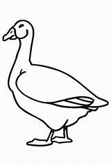 Goose Gans Geese Kids Ausmalbilder Malvorlagen sketch template
