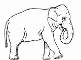 Elephant Coloring African Pages Printable Animal Animals Print Color Colouring Sheets Back sketch template