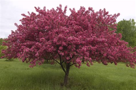 prairiefire flowering crabapple tree httpwwwhomedepotcomp