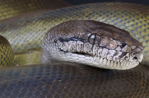biggest snakes   world
