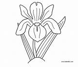 Iris Coloring Flower Drawing Printable Designlooter Draw Dot Pages Flowers 600px 05kb Getdrawings sketch template