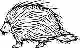 Porcupine Coloring Pages Clipart Clip Cliparts Printable Library Kids Sheets Animal Printables Color Supercoloring Abcs Template sketch template