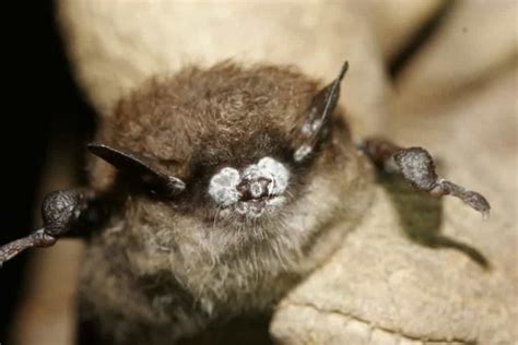 pest controlling bats provide  service worth   bn
