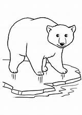 Polar Bear Coloring Pages Ice Coloring4free Cute Kids Printable Bears Momjunction Template Print Little Baby Tulamama sketch template
