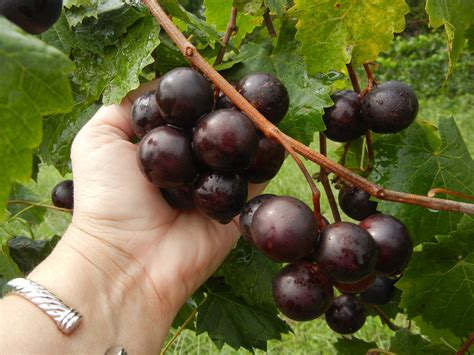 muscadine isons nursery vineyard