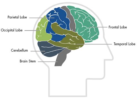 traumatic brain injury resource guide frontal lobes