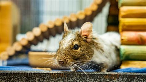uk s loneliest degu looks for love this valentine s day blue cross