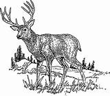 Deer Clip Vector Svg Colouringbook Cartoon Drawing sketch template
